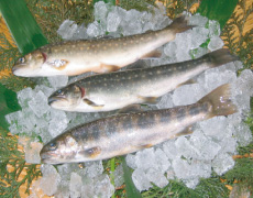 栃木県養殖漁業協同組合 ニッコウイワナ